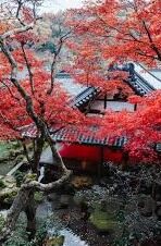 伦理电影日本100部-伦理电影的日本瑰宝，100部必看佳作